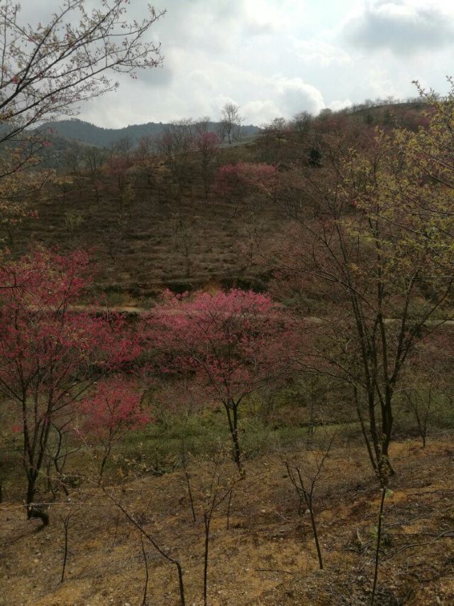 신펑잉화위