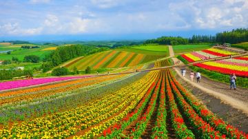 Panoramic Flower Gardens Shikisai-no-oka