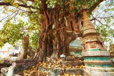 树包塔-芒市-doris圈圈