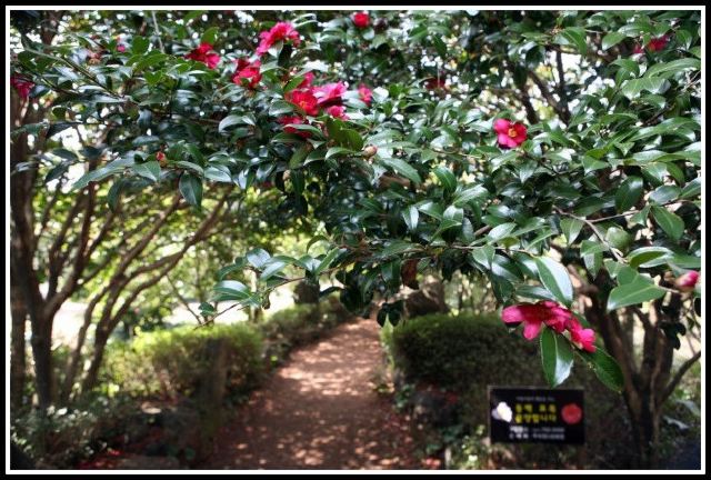 Camellia Hill