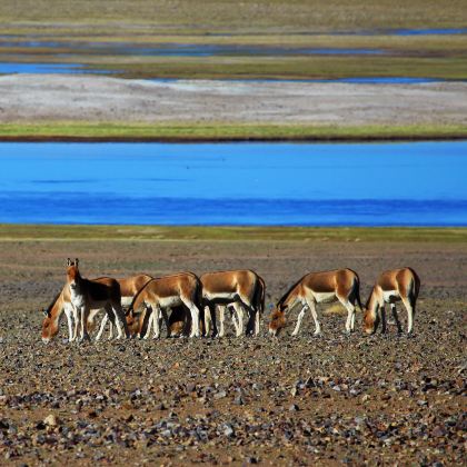 西藏+阿里12日11晚跟团游