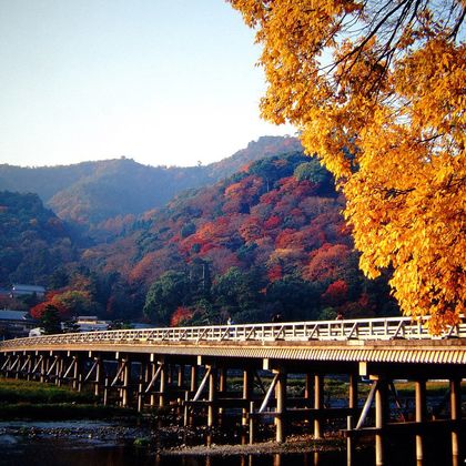 日本+京都+岚山嵯峨野观光小火车+嵯峨野 竹林小道+天龙寺+渡月桥一日游