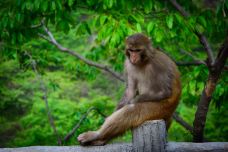 猕猴谷景区-猕猴表演区-陵川-doris圈圈