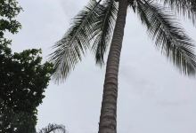 La Maringa美食图片