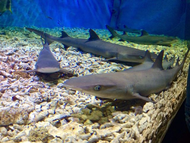 Grandview Aquarium