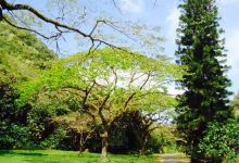 Waimea Falls Grill美食图片