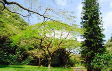 Waimea Falls Grill餐厅图片