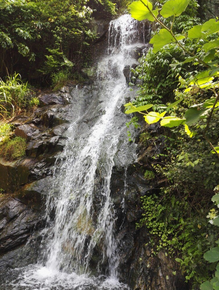 莲花洞森林公园