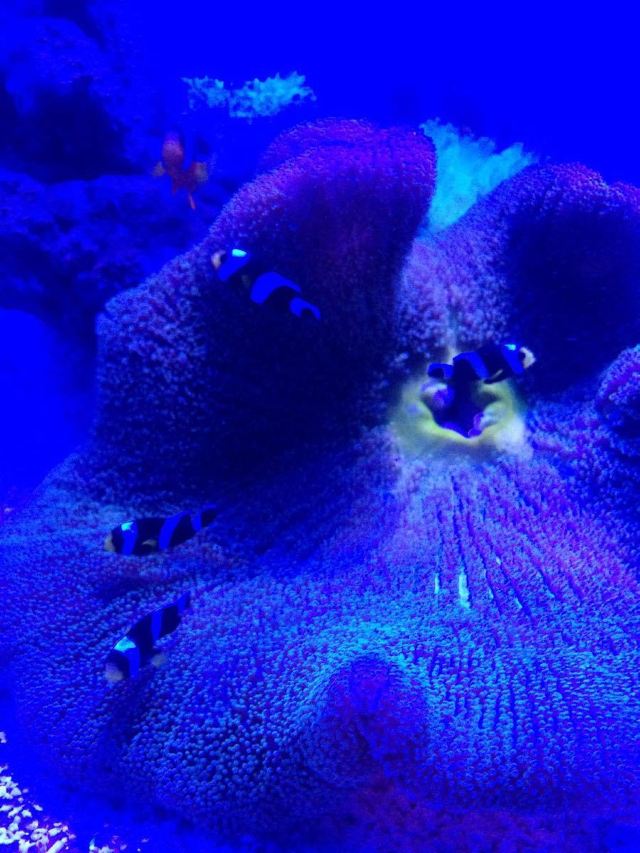 Grandview Aquarium