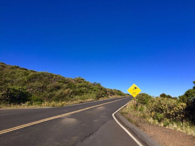 Maui