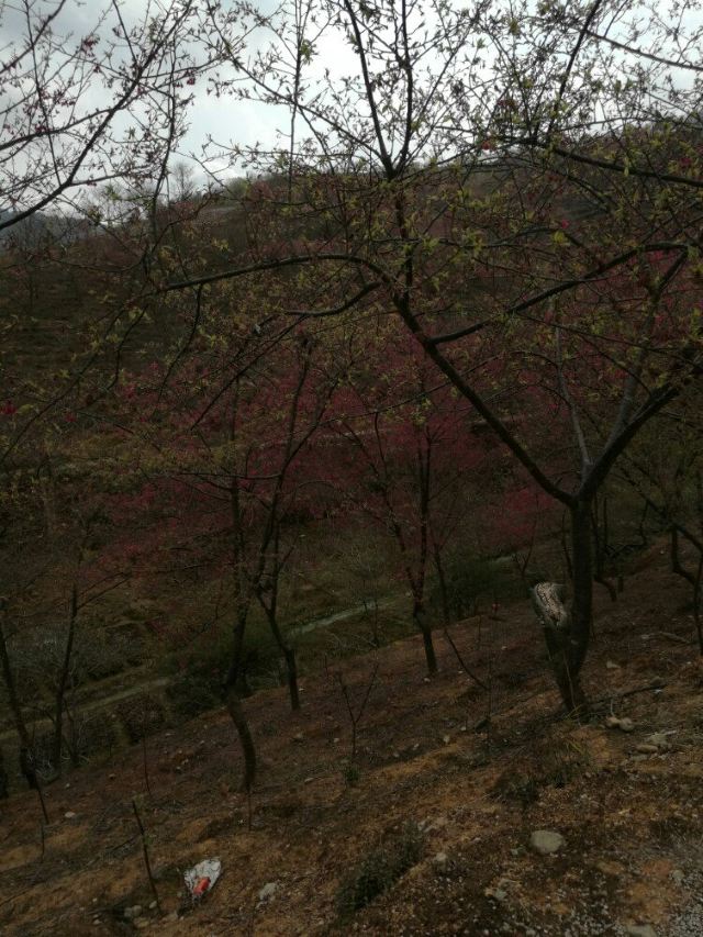 신펑잉화위