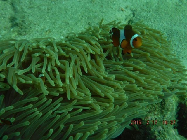 Koh Khai Nok