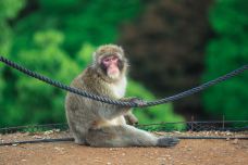 岚山猴子公园-京都-doris圈圈