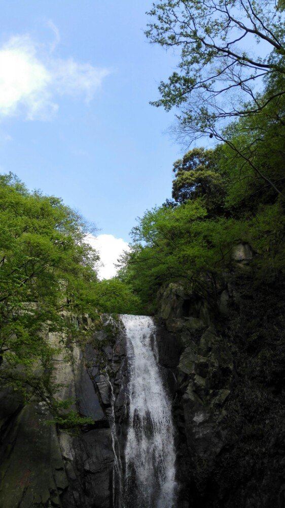 수탉 산