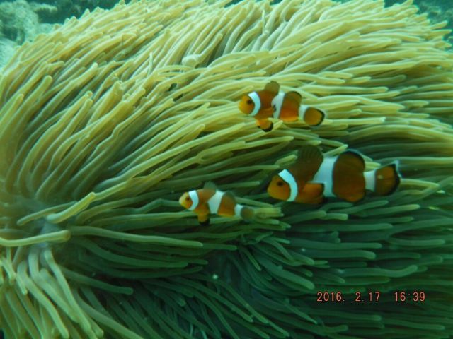 Koh Khai Nok