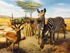 台湾自然科学博物馆-台中-雅雅公主