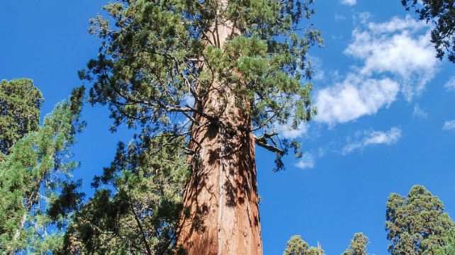<6天>【西雅圖出發 海岸星光號列車】·爆品升級：神木步道+舊金山+雷尼爾火山+火山口湖國家公園+波特蘭+納帕品酒（全程含早餐）