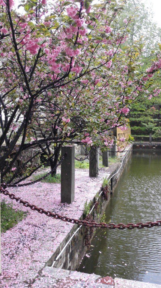 수탉 산