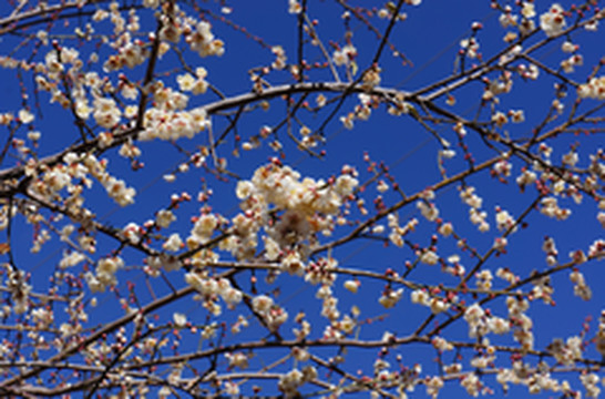 丽江游记图片] 冬日丽江行