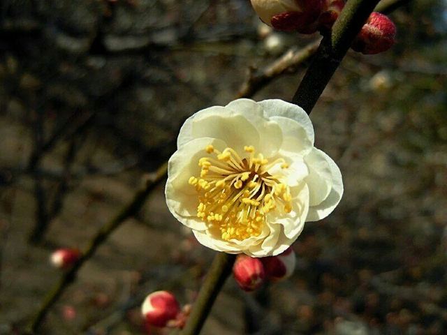 스메이안 관광지구