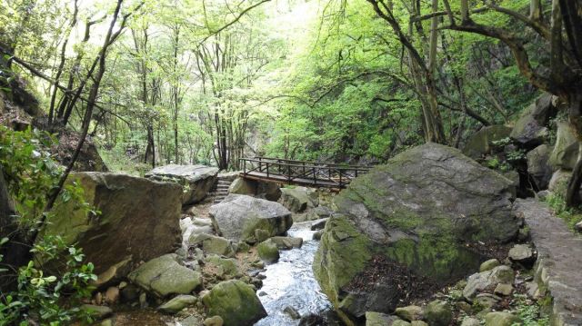 수탉 산