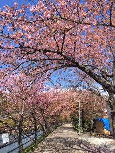 日本城-旧金山-YoYo_3G4D3S0E