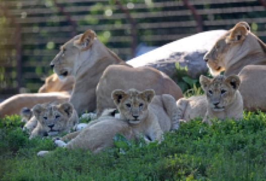 欧登塞动物园景点图片