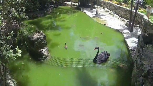 Ardastra Gardens, Zoo and Conservation Center