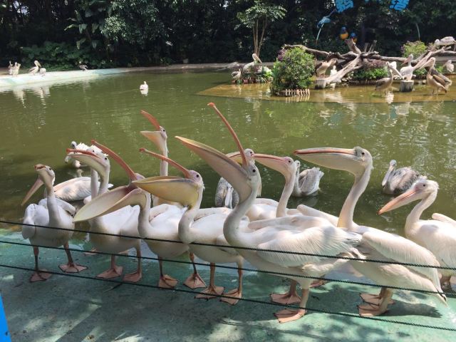 Chimelong Bird Park