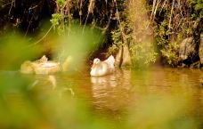 彩虹桥-婺源-小爱