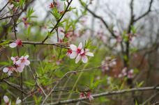 桃花涧-连云港-LJ2011