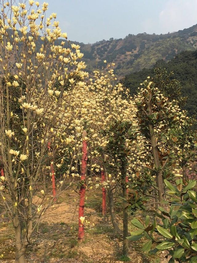 고로산