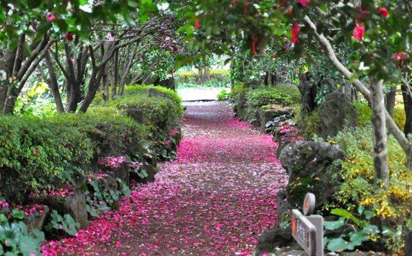 Camellia Hill