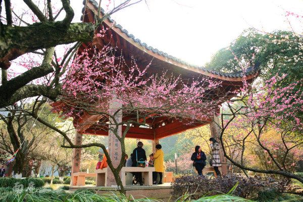 超山賞梅