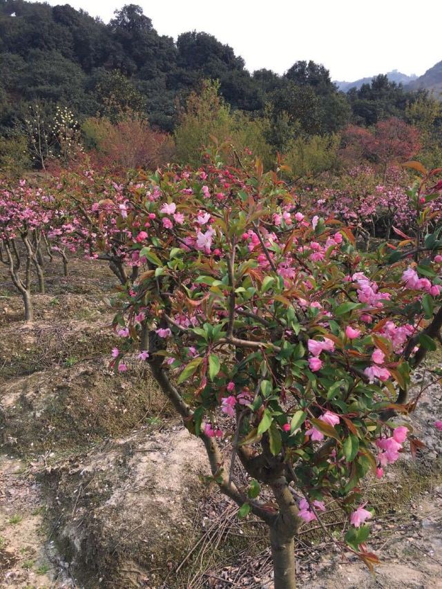 고로산