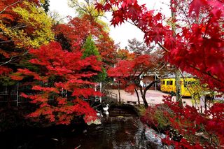 离人心上秋意浓 之 关西篇上