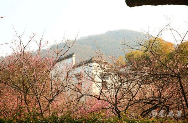 超山賞梅