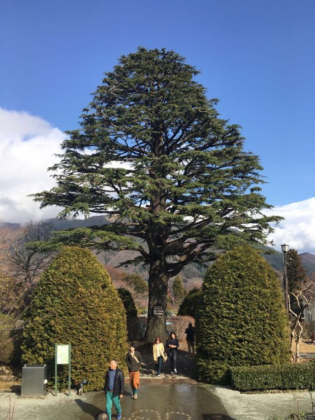 箱根強羅公園