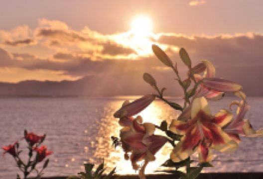 大阪舞洲百合园景点图片