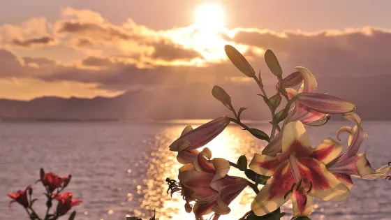 大阪舞洲百合園