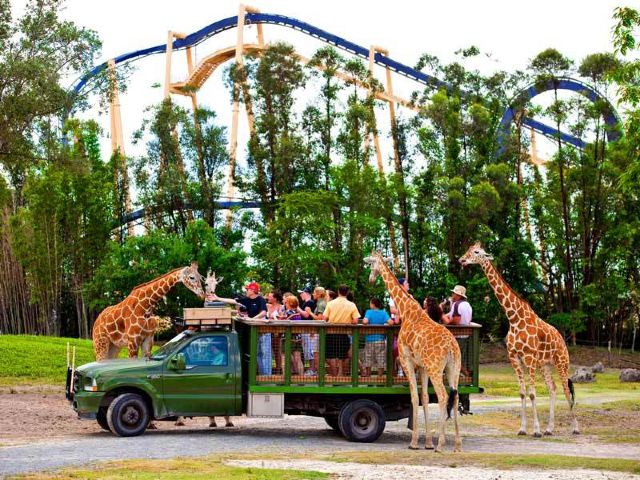 Busch Gardens Tampa Bay Attractions Orange County Travel Review