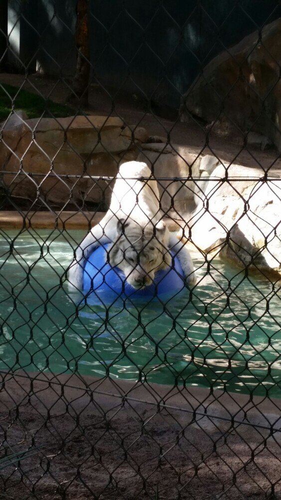 Siegfried Roy S Secret Garden Dolphin Habitat Attractions 好