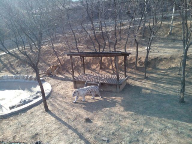 스자좡 도심 동물원