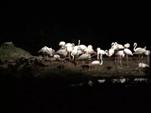 Night Safari