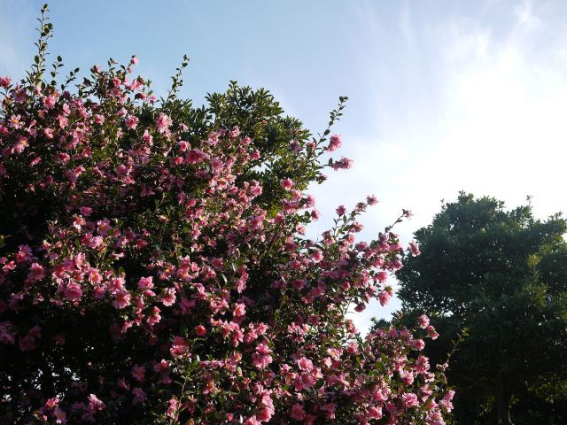 Camellia Hill