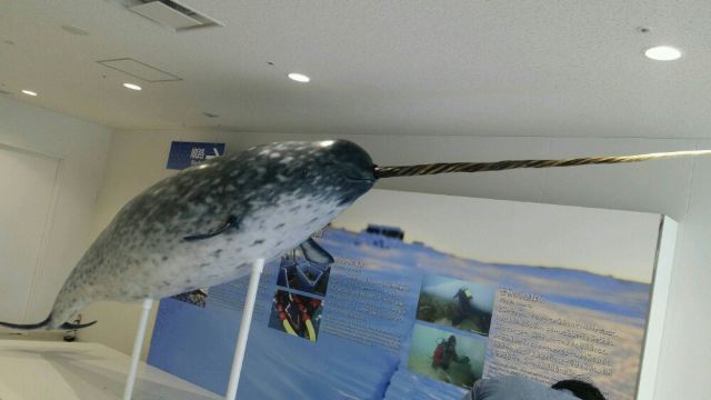 가이유칸 수족관