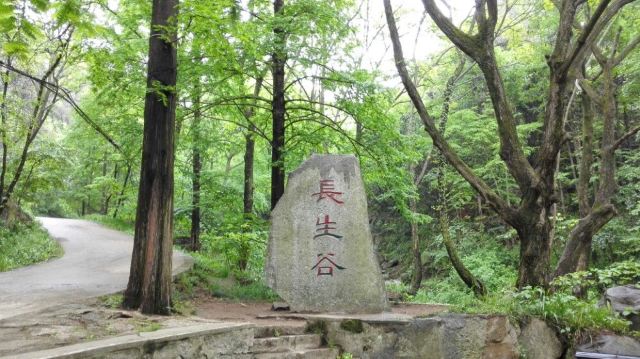 수탉 산