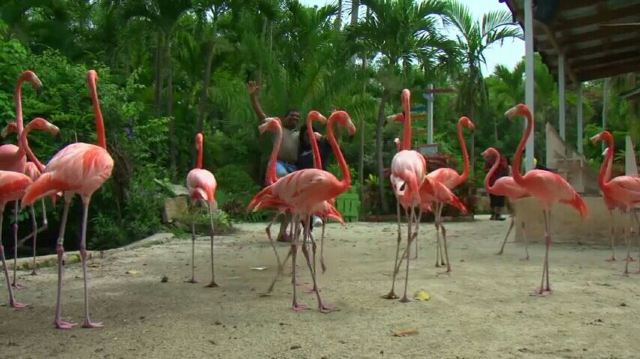 Ardastra Gardens, Zoo and Conservation Center