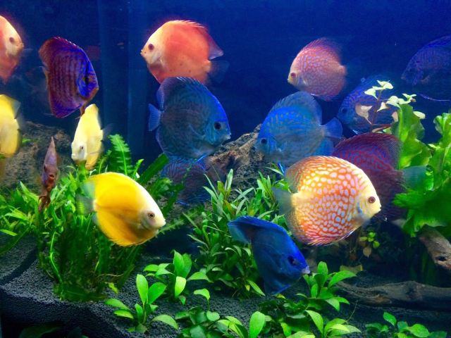 Grandview Aquarium