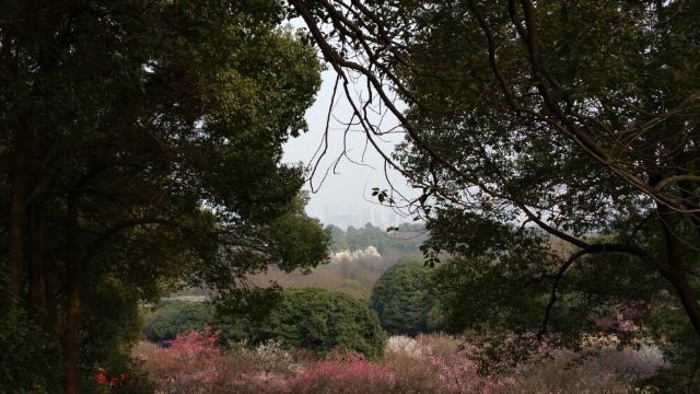 매원